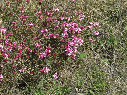 Daphne cneorum (Rose Daphne)