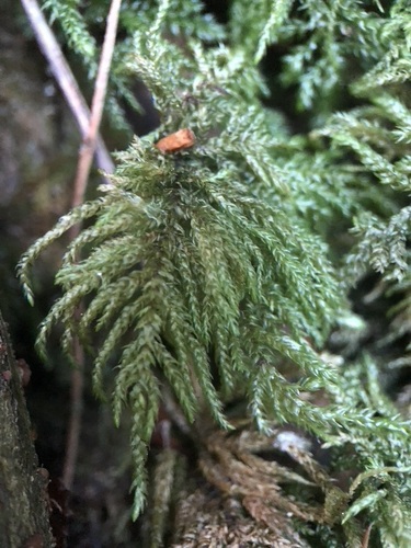 Thamnobryum alopecurum (Fox-tail Feather-moss)