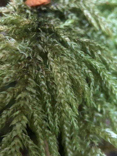 Thamnobryum alopecurum (Fox-tail Feather-moss)