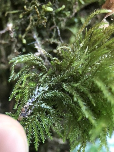 Thamnobryum alopecurum (Fox-tail Feather-moss)