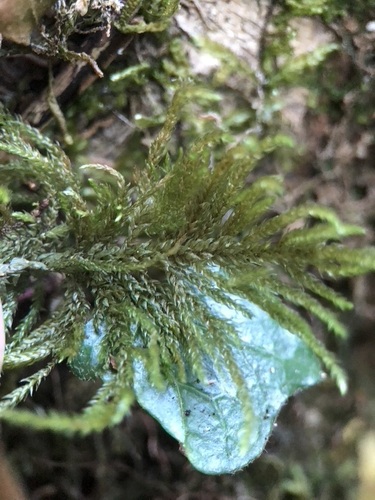 Thamnobryum alopecurum (Fox-tail Feather-moss)