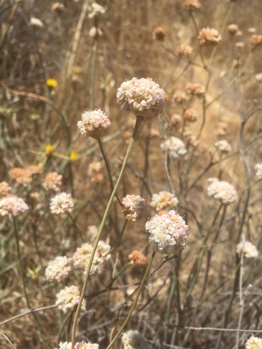 Eriogonum nudum (Naked Buckwheat) (alternate view 3)
