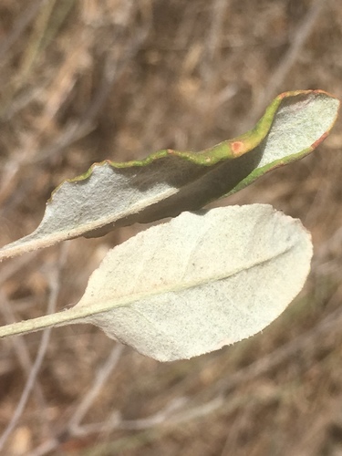 Eriogonum nudum (Naked Buckwheat) (alternate view 4)