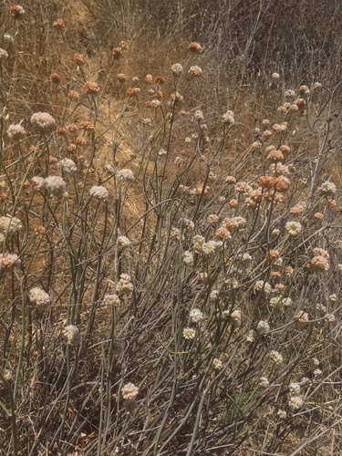 Eriogonum nudum (Naked Buckwheat) (alternate view 5)