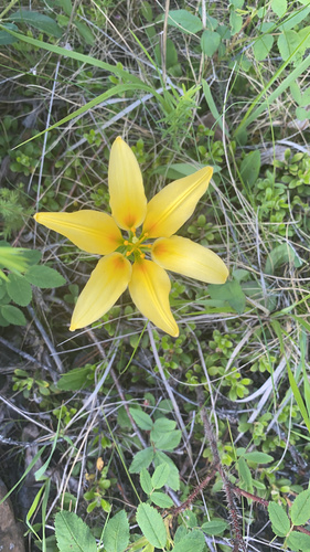 Lilium philadelphicum (Wood Lily)