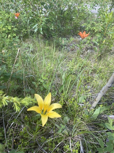 Lilium philadelphicum (Wood Lily) (alternate view 2)