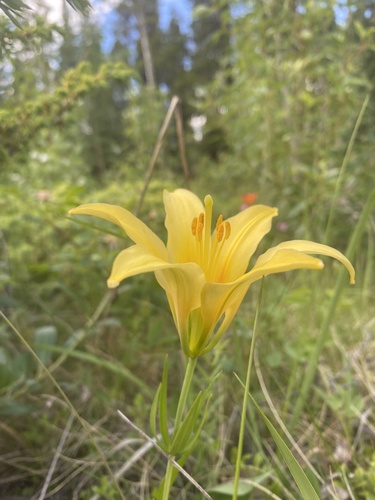 Lilium philadelphicum (Wood Lily) (alternate view 3)