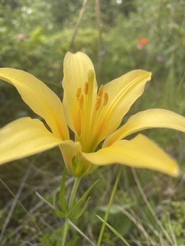 Lilium philadelphicum (Wood Lily) (alternate view 4)