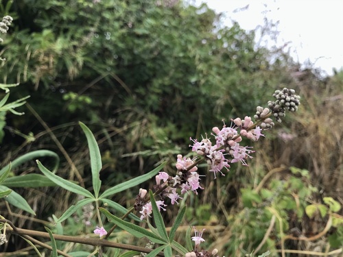 Vitex agnus-castus (chaste tree) (alternate view 3)