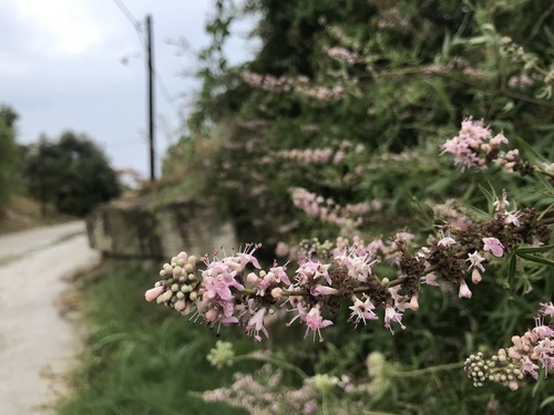 Vitex agnus-castus (chaste tree) (alternate view 4)