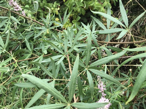 Vitex agnus-castus (chaste tree) (alternate view 5)