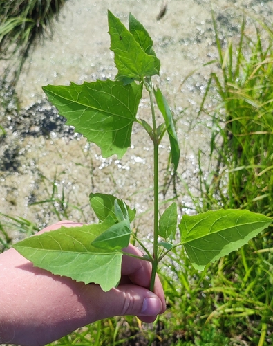 Atriplex prostrata (Creeping Saltbush)
