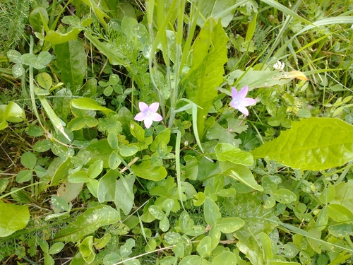 Campanula patula (Spreading Bellflower)