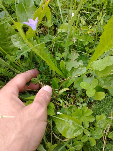 Campanula patula (Spreading Bellflower)