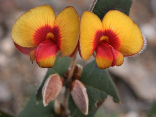 Platylobium obtusangulum (Common Flat-pea) (alternate view 6)