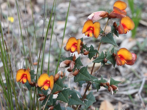 Platylobium obtusangulum (Common Flat-pea) (alternate view 5)