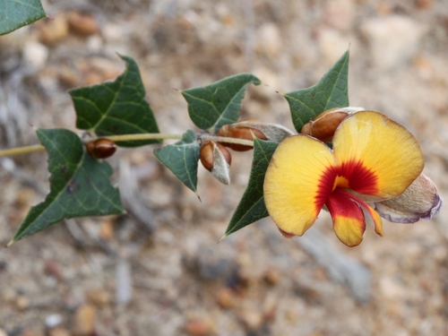 Platylobium obtusangulum (Common Flat-pea) (alternate view 4)
