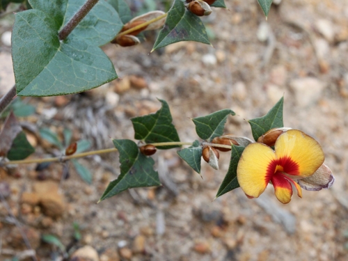 Platylobium obtusangulum (Common Flat-pea) (alternate view 3)