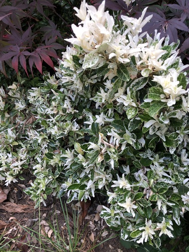 Euonymus japonicus (Japanese Euonymus) (alternate view 5)