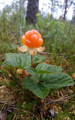 Rubus chamaemorus (cloudberry)