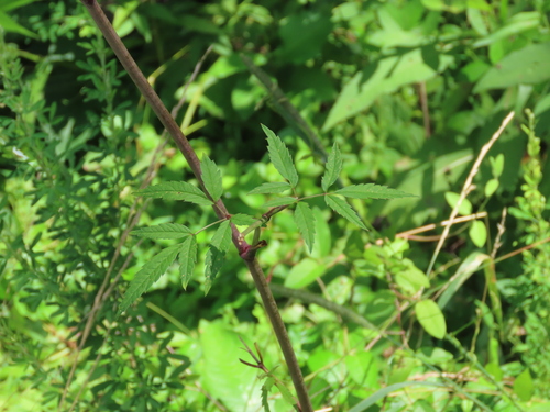Cicuta maculata (water hemlock) (alternate view 7)