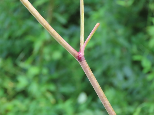 Cicuta maculata (water hemlock) (alternate view 8)