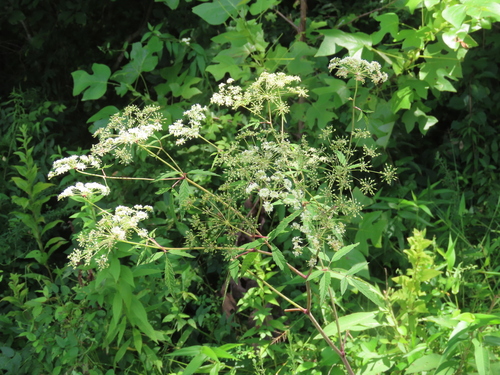 Cicuta maculata (water hemlock) (alternate view 6)