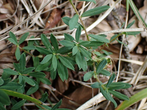 Daphne cneorum (Rose Daphne) (alternate view 4)