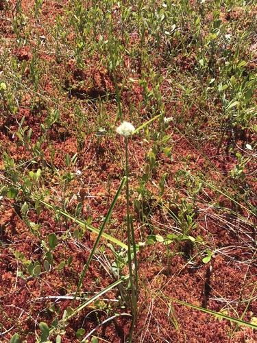 Eriophorum virginicum (tawny cottongrass)