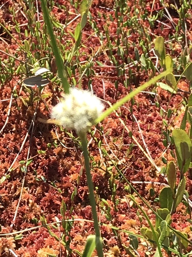 Eriophorum virginicum (tawny cottongrass) (alternate view 2)