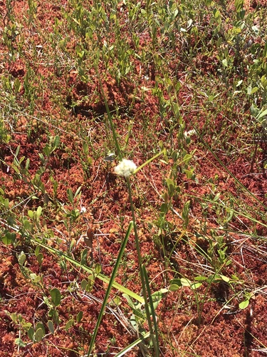 Eriophorum virginicum (tawny cottongrass) (alternate view 3)