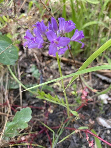 Allium acuminatum (Hooker's Onion)