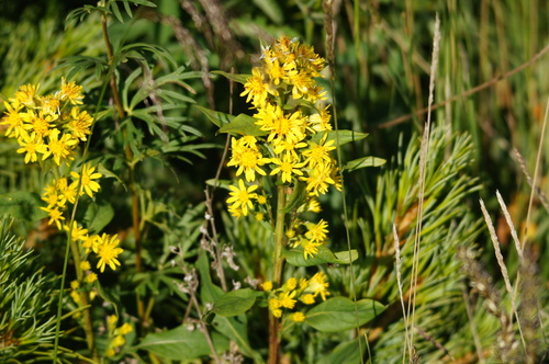 Solidago virgaurea (European goldenrod)
