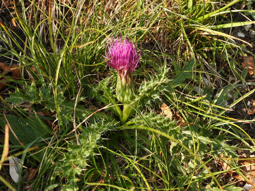 Cirsium acaulon (Stemless Thistle)