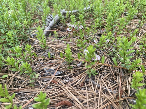Vaccinium macrocarpon (American Cranberry) (alternate view 4)
