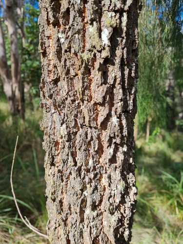 Allocasuarina torulosa (Forest sheoak) (alternate view 6)