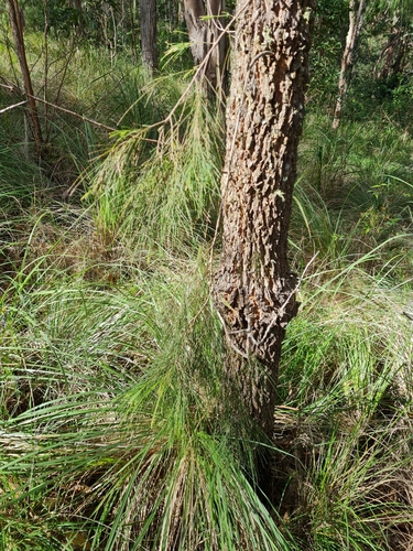 Allocasuarina torulosa (Forest sheoak) (alternate view 7)