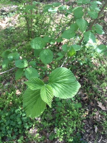 Viburnum dilatatum (linden viburnum) (alternate view 8)