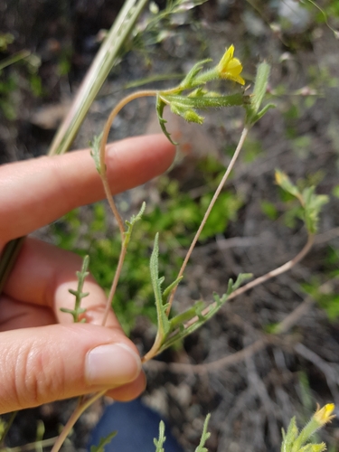 Mentzelia albicaulis (Whitestem Blazingstar) (alternate view 5)