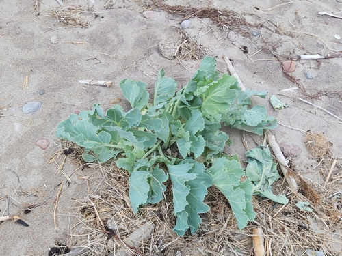 Crambe maritima (Sea Kale)