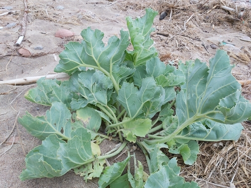 Crambe maritima (Sea Kale) (alternate view 2)
