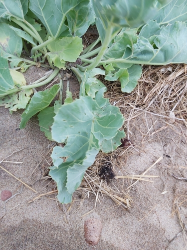 Crambe maritima (Sea Kale) (alternate view 3)