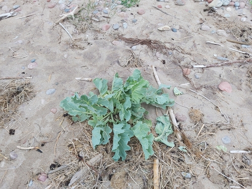 Crambe maritima (Sea Kale) (alternate view 4)