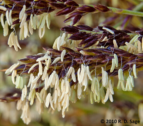 Chusquea culeou (Chilean Bamboo) (alternate view 5)