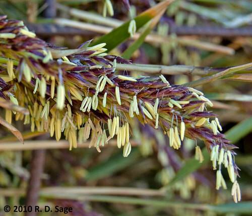 Chusquea culeou (Chilean Bamboo) (alternate view 6)
