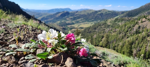 Oenothera cespitosa (fragrant evening primrose) (alternate view 7)