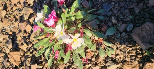 Oenothera cespitosa (fragrant evening primrose) (alternate view 8)
