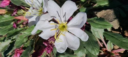 Oenothera cespitosa (fragrant evening primrose) (alternate view 9)