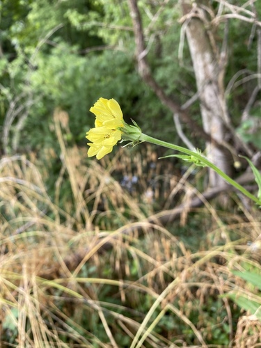 Pyrrhopappus carolinianus (Carolina desert-chicory) (alternate view 7)