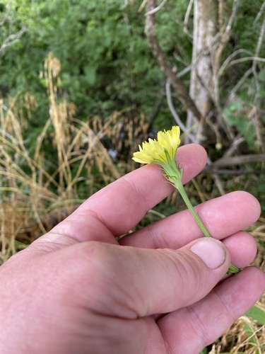 Pyrrhopappus carolinianus (Carolina desert-chicory) (alternate view 9)